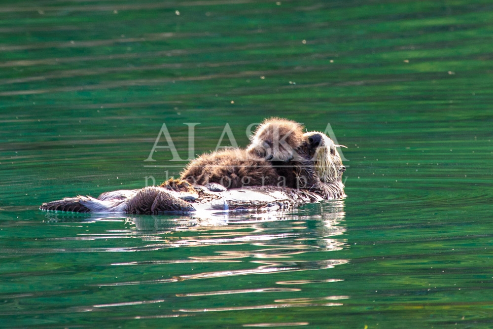 Mother sea otter and her pup.