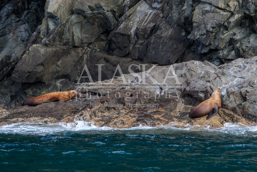 Sea lions at Bull Head.