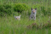 Coyotes in the Grass