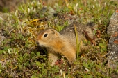Arctic Ground Squirrel Crawl