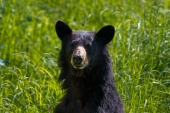 Attentive Black Bear in Tall Grass