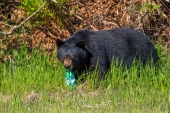 Bear With the Soda Bottle