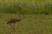 Crane in Field