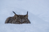 Crouching Lynx in the Snow