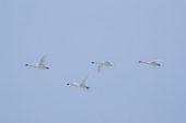 Four Swans Flying