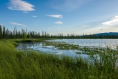 Interior Alaska Pond