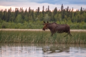 Moose Walking