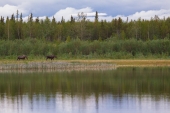 Moose by the Lake
