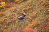 Moose on a Hill