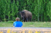 Roadside Liard Bison Viewing