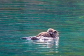 Sea Otter and Her Pup