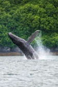 Splashy Humpback Whale