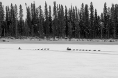 The Iditarod Chase