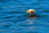 Tufted Puffin Swimming