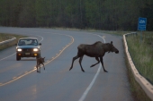 Why Did the Moose Cross the Road