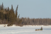 Wilmshurst Races the 2015 Iditarod
