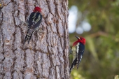 Woodpecker Picnic