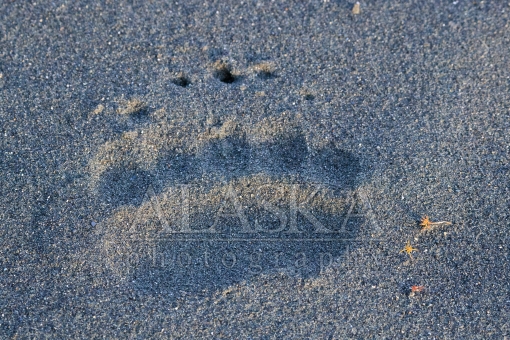 Bear Print in the Sand