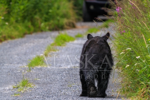 Black Bear Comes to Visit