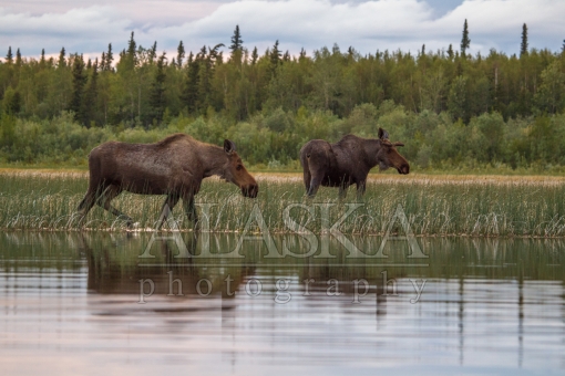Cow Moose and Her Calf
