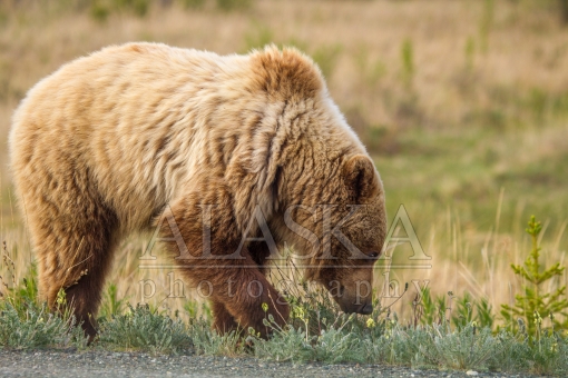Grizzly Breakfast