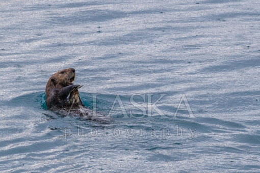 Sea Otters Crab Lunch
