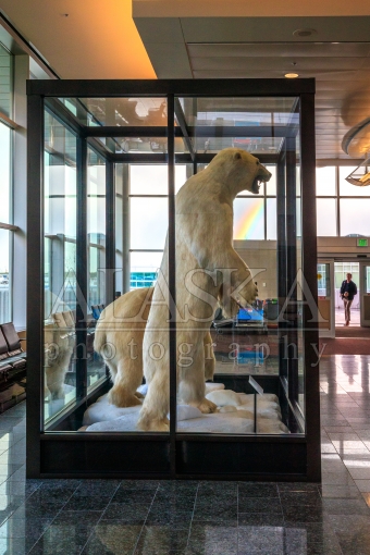 Stevens Rainbow Polar Bears on Display
