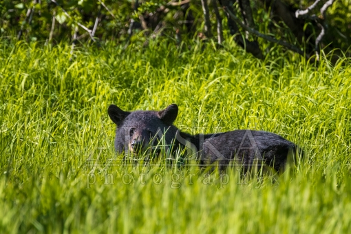 Valdezian Black Bear in Tall Grass