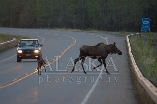 Why Did the Moose Cross the Road