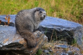 A Marmot Glance