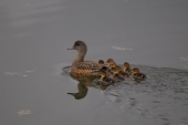 American Wigeon and Ducklings