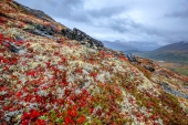 Autumn Alpine Tundra Slope