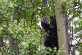 Bear Cub in a Tree