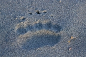 Bear Print in the Sand