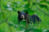 Bear Through the Bushes