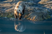 Bearly Reflecting From Breakfast