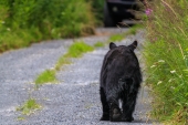 Black Bear Comes to Visit
