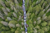 Blue Stream Green Forest
