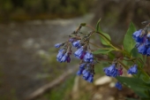Bluebells by the Creek