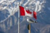 Canadian Mew Gull