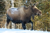 Cow Moose Walking