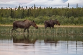 Cow Moose and Her Calf