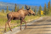 Denali Highway Moose Crossing