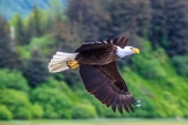 Eagle Moving Low