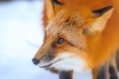 Face of a Fox