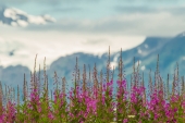 Fore Fireweed