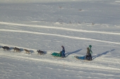 Google on the Iditarod