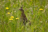 Grouse in Grass