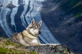 Husky Above the Glacier
