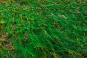 Kelp and Algae Texture